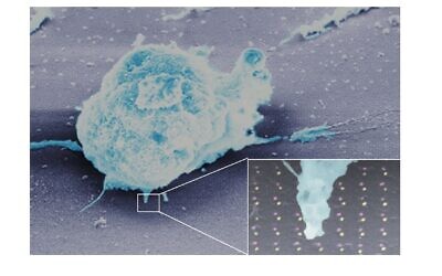 Un lymphocyte sur la nouvelle puce de l'Université Ben Gurion inventée pour la recherche sur le cancer . (Crédit : Esti Toledo et Dr. Guillaume Le Saux)