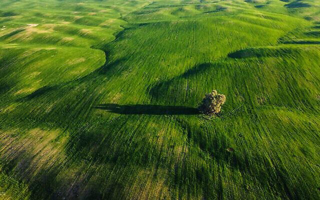 Un arbre isolé photographié d'en haut par Moshe Gold, dont la première exposition de photographies a été inaugurée le 3 juin 2021 à la cinémathèque de Jérusalem (avec la permission de Moshe Gold).
