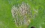 Les déplacements d'un troupeau de moutons filmé à Yokneam, par Lior Patel. (Capture d'écran YouTube)