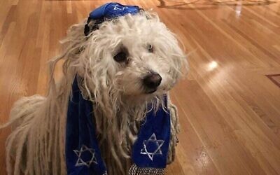 Beast, le chien de Mark Zuckerberg, sur une photo portant une kippa et un tallit (Crédit : photo Facebook).