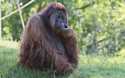 Illustration : Un orang-outan au zoo d'Oklahoma City (Crédit : APPhoto/Sue Ogrocki)