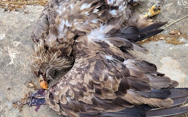 Le corps d'un aigle à queue blanche, soupçonné d'avoir été empoisonné à mort, près de Kadita en Haute Galilée, dans le nord d'Israël, le 27 juillet 2021. (Crédit : Guy Zaharoni, Autorité israélienne de la nature et des parcs) Le corps d'un aigle à queue blanche, soupçonné d'avoir été empoisonné à mort, près de Kadita en Haute Galilée, dans le nord d'Israël, le 27 juillet 2021. (Crédit : Guy Zaharoni, Autorité israélienne de la nature et des parcs)