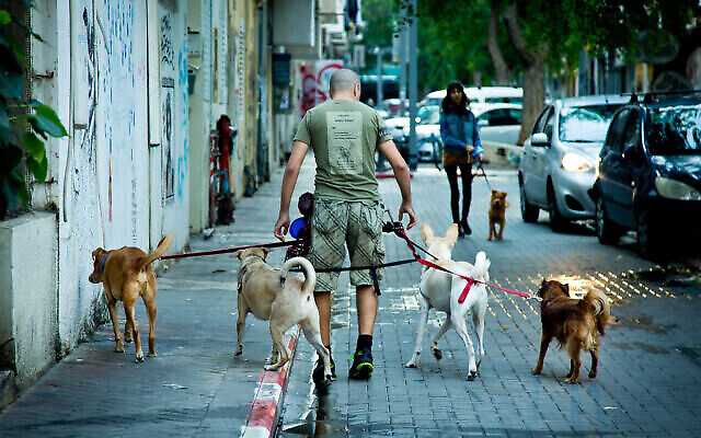 Un homme promène des chiens dans le quartier de Florentine, au sud de Tel Aviv, le 6 novembre 2018. (Crédit: Moshe Shai/Flash90)