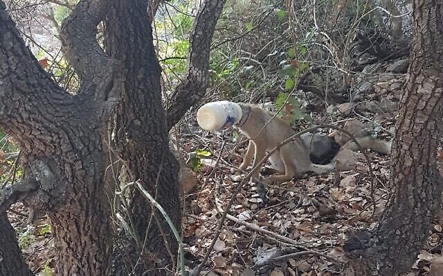Un renard photographié avec sa tête coincée dans un récipient de mayonnaise (Crédit : Nir Hershkovitz, Autorité israélienne de la nature et des parcs)