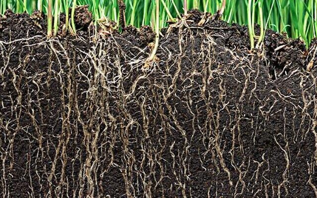 Des racines de plante. (Crédit : site des Amis de l’Université de Tel Aviv - ami-universite-telaviv.com) Des racines de plante. (Crédit : site des Amis de l’Université de Tel Aviv - ami-universite-telaviv.com)