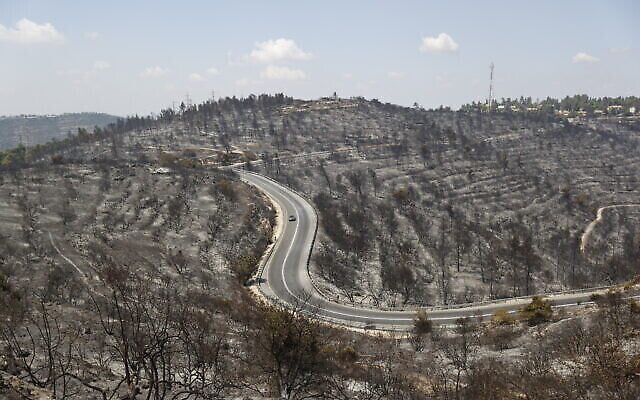 Des arbres incendiés à la suite d'un incendie majeur qui s'est déclaré dans une forêt près de Beit Meir, à l'extérieur de Jérusalem hier, le 16 août 2021. (Crédit : Yonatan Sindel/Flash90)
