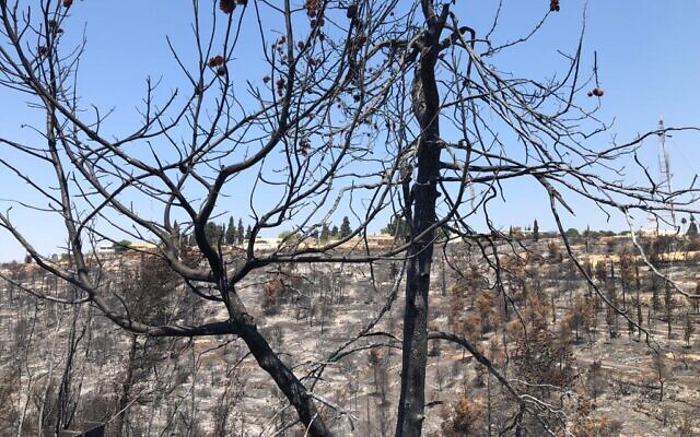 La colline de l'hôpital d'Eitanim après un incendie de forêt, le 21 août 2021. (Crédit : Times of Israel Staff)