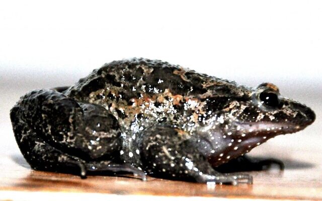 La grenouille peinte de Hula, originaire du nord d'Israël, a été déclarée éteinte, puis redécouverte et qualifiée de "fossile vivant". (Crédit : avec l'aimable autorisation de Sarig Gafny) La grenouille peinte de Hula, originaire du nord d'Israël, a été déclarée éteinte, puis redécouverte et qualifiée de "fossile vivant". (Crédit : avec l'aimable autorisation de Sarig Gafny)