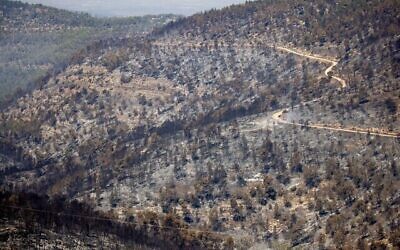 Des arbres brûlés suite à un  gigantesque incendie dans les collines de Jérusalem, le 17 août 2021. (Crédit : Yonatan Sindel/Flash90)