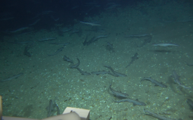 Des centaines de petits requins au large de la côte de Tel Aviv, selon un rapport datant du 11 août 2021. (Crédit : Université de Haïfa, Institut de recherche océanographique et limnologique israélien, de l'université Ben-Gurion du Negev et de l'Institut interuniversitaire de recherche marine à Eilat) Des centaines de petits requins au large de la côte de Tel Aviv, selon un rapport datant du 11 août 2021. (Crédit : Université de Haïfa, Institut de recherche océanographique et limnologique israélien, de l'université Ben-Gurion du Negev et de l'Institut interuniversitaire de recherche marine à Eilat)
