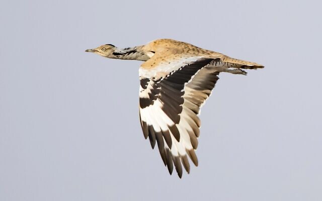 Une outarde houbara en vol. (Crédit : Shmulik Yaari, Autorité israélienne de la nature et des parcs) Une outarde houbara en vol. (Crédit : Shmulik Yaari, Autorité israélienne de la nature et des parcs)