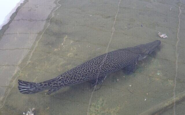 Un gar alligator trouvé dans le bassin ornemental d'un centre commercial israélien, en août 2021. (Ministère de l'Agriculture)