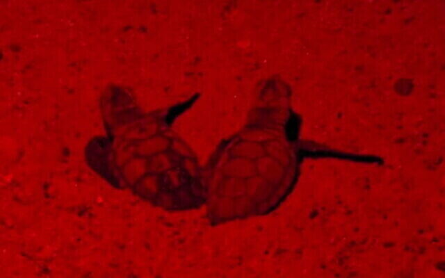 Des tortues caouannes sur une plage à Eilat le 10 août 2021. (INPA, Omri Omsi)