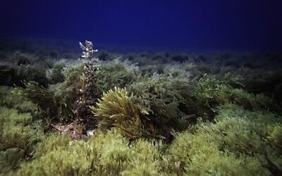 Autorité israélienne de la nature et des parcs : La vie marine dans la réserve d'Achziv Rosh, dans le nord d'Israël. (Crédit :  Omri Omessi)