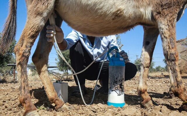 Un ouvrier trait une ânesse dans une ferme gérée par "Atan Donkey Milk Soaps" à Madaba, à environ 35 kilomètres au sud-ouest de la capitale jordanienne Amman, le 12 août 2021. (Crédit : Khalil MAZRAAWI / AFP) Un ouvrier trait une ânesse dans une ferme gérée par "Atan Donkey Milk Soaps" à Madaba, à environ 35 kilomètres au sud-ouest de la capitale jordanienne Amman, le 12 août 2021. (Crédit : Khalil MAZRAAWI / AFP)
