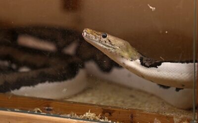 Un python réticulé appartenant à Faiçal Malaikah, dans son habitation de la station balnéaire de Jeddah, sur la mer Rouge, le 16 septembre 2021. (Crédit : Fayez Nureldine / AFP)