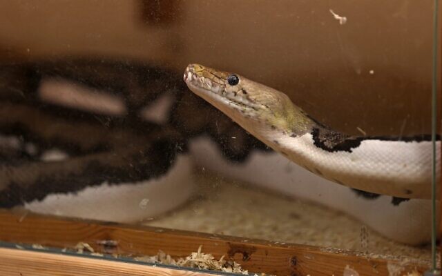 Un python réticulé appartenant à Faiçal Malaikah, dans son habitation de la station balnéaire de Jeddah, sur la mer Rouge, le 16 septembre 2021. (Crédit : Fayez Nureldine / AFP) Un python réticulé appartenant à Faiçal Malaikah, dans son habitation de la station balnéaire de Jeddah, sur la mer Rouge, le 16 septembre 2021. (Crédit : Fayez Nureldine / AFP)