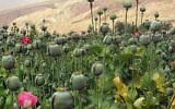 Un champ de pavot en Afghanistan. (Crédit : davric / Domaine public)
