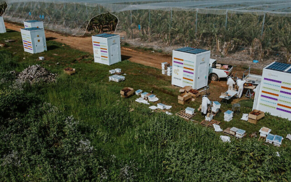 Des apiculteurs relogeant des abeilles mellifères de ruches traditionnelles dans le Beehome de Beewise. (Autorisation)