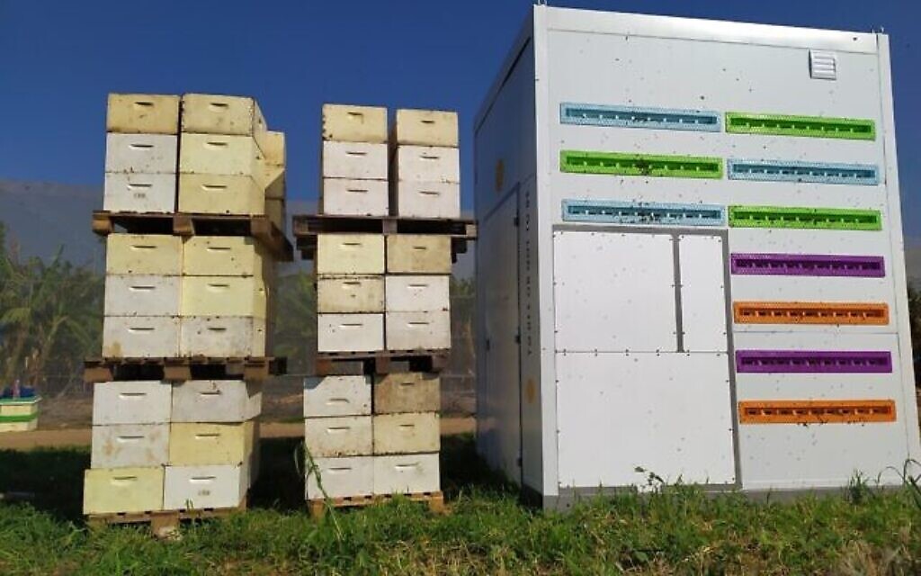 Le Beehome automatisé de Beewise à côté de ruches traditionnelles.  (Autorisation)