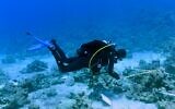 Mesure des coraux pour l'étude nationale de surveillance du golfe d'Eilat en 2020. (Crédit : Inbal Ayalon, Institut interuniversitaire des sciences marines, Eilat)