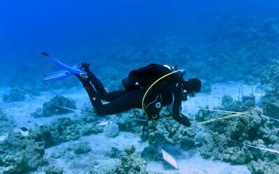 Mesure des coraux pour l'étude nationale de surveillance du golfe d'Eilat en 2020. (Crédit : Inbal Ayalon, Institut interuniversitaire des sciences marines, Eilat)