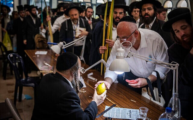 Des hommes ultra-orthodoxes examinent des citrons, des etrogs avant Souccot, à Jérusalem, le 19 septembre 2021. (Crédit : Olivier Fitoussi/Flash90)