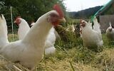 Illustration : Des poulets dans un élevage en liberté. (Wikipedia/woodley wonderworks/CC BY 2.0)