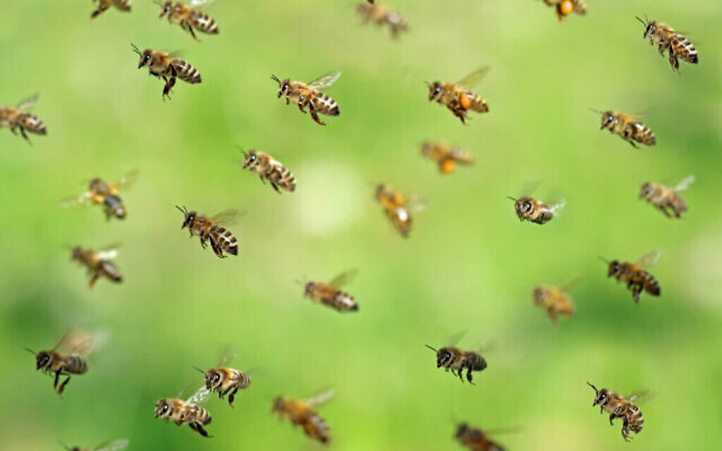 Des abeilles essaimant après avoir récolté du pollen au printemps. (Crédit : Andreas Häuslbetz sur iStock by Getty Images)