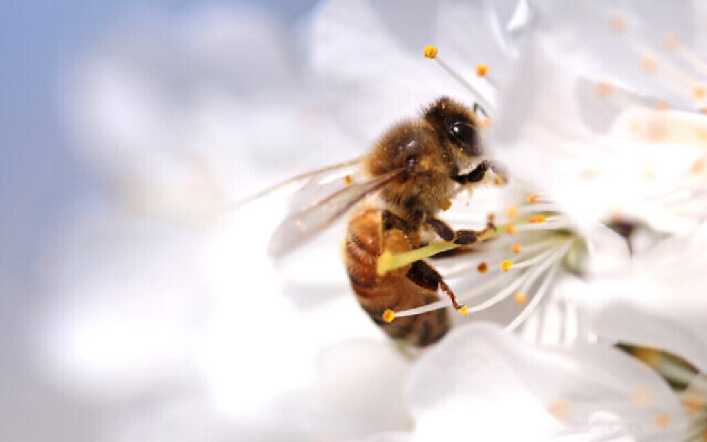 Une abeille sur une fleur sauvage. (Crédit : Hayatikayhan sur iStock par Getty Images)
