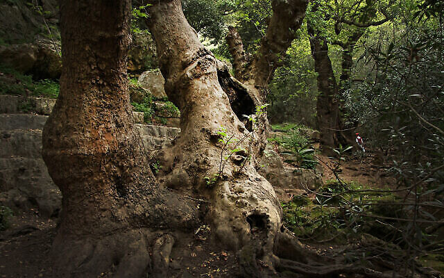 Un arbre ancien le long du ruisseau Betzet en Galilée occidentale, dans le nord d'Israël. (CarmelH1, Wikimedia Commons, CC BY-SA 4.0) Un arbre ancien le long du ruisseau Betzet en Galilée occidentale, dans le nord d'Israël. (CarmelH1, Wikimedia Commons, CC BY-SA 4.0)