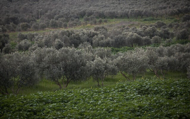 Des bosquets d'oliviers, en basse Galilée, dans le nord d'Israël, le 7 février 2019. (Crédit : Hadas Parush/Flash90) Des bosquets d'oliviers, en basse Galilée, dans le nord d'Israël, le 7 février 2019. (Crédit : Hadas Parush/Flash90)
