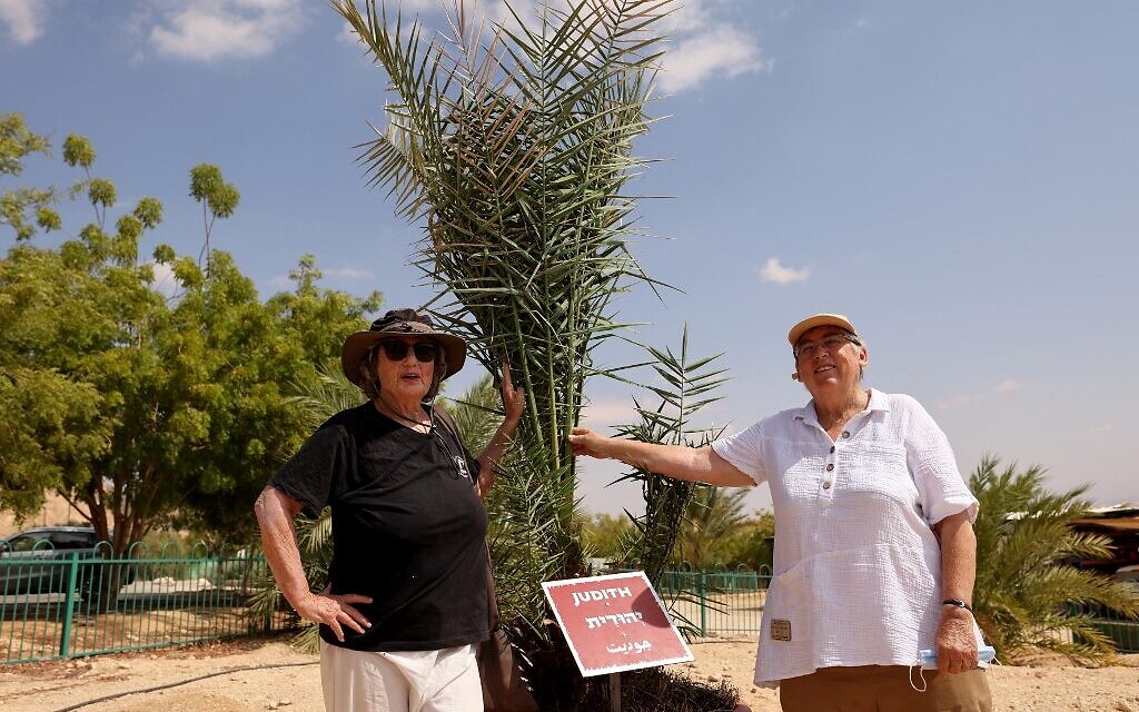 Les scientifiques israéliennes Sarah Sallon (à gauche) et Elaine Solowey se tiennent à côté de "Judith", un palmier femelle germé à partir de graines vieilles de 2 000 ans découvertes dans le désert de Judée, avant de le transplanter dans le sol du désert du Néguev, au kibboutz Ketura, dans le sud d'Israël, le 27 septembre 2021. (Crédit : Emmanuel DUNAND / AFP)