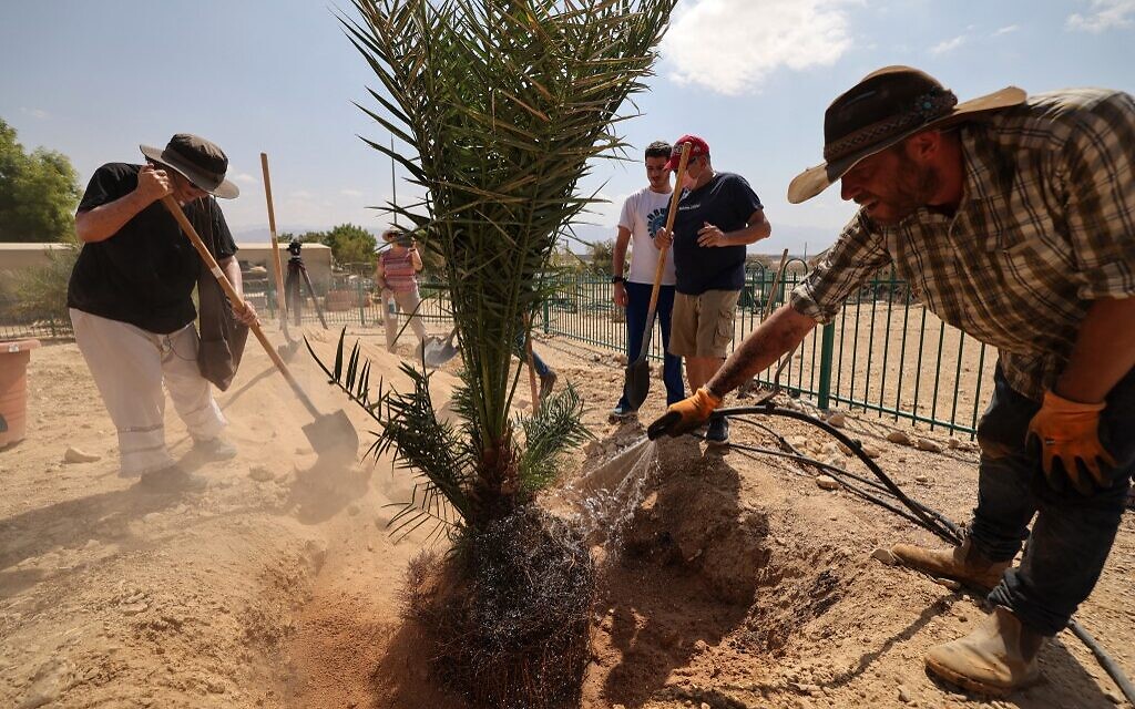 La scientifique israélienne Sarah Sallon (à gauche) et un travailleur du kibboutz transplantent dans le sol du désert du Néguev "Judith", un palmier femelle cultivé à partir de graines vieilles de 2 000 ans découvertes dans le désert de Judée, au kibboutz Ketura dans le sud d'Israël, le 27 septembre 2021. (Crédit : Emmanuel DUNAND / AFP)