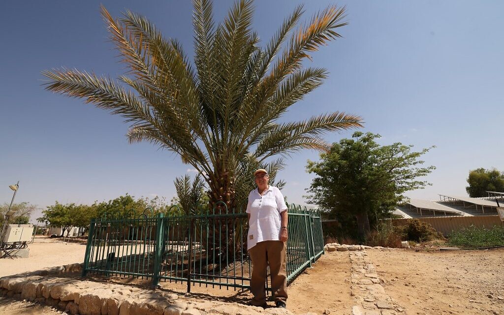 La scientifique israélienne Elaine Solowey pose à côté de "Methuselah", le premier palmier mâle ayant germé à partir de graines vieilles de 2 000 ans découvertes dans le désert de Judée, au kibboutz Ketura, dans le sud d'Israël, le 27 septembre 2021. (Crédit : Emmanuel DUNAND / AFP)