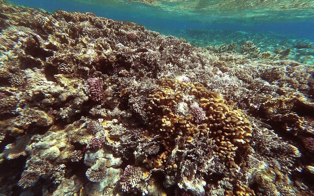 Un récif de corail de la station balnéaire de Charm el-Cheikh, sur la mer Rouge, à la pointe sud de la péninsule du Sinaï, en Egypte, le 29 septembre 2021. (Crédit : Khaled DESOUKI / AFP) Un récif de corail de la station balnéaire de Charm el-Cheikh, sur la mer Rouge, à la pointe sud de la péninsule du Sinaï, en Egypte, le 29 septembre 2021. (Crédit : Khaled DESOUKI / AFP)