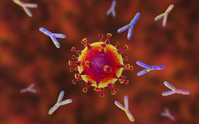 Illustration : Anticorps attaquant le virus du SRAS-CoV-2 (Crédit : Dr_Microbe; iStock by Getty Images) Illustration : Anticorps attaquant le virus du SRAS-CoV-2 (Crédit : Dr_Microbe; iStock by Getty Images)