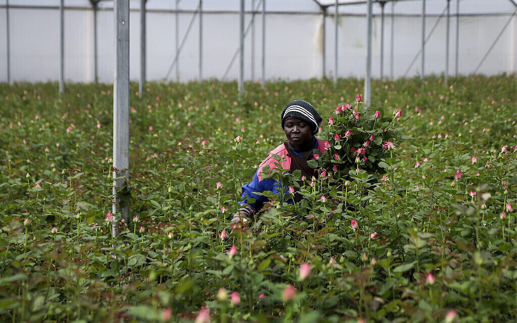 Un ouvrier agricole coupe des roses à jeter en raison d'une baisse du marché pandémique à la ferme Maridadi Flowers à Naivasha, au Kenya, le 19 mars 2020. (Crédit : AP Photo/Patrick Ngugi) Un ouvrier agricole coupe des roses à jeter en raison d'une baisse du marché pandémique à la ferme Maridadi Flowers à Naivasha, au Kenya, le 19 mars 2020. (Crédit : AP Photo/Patrick Ngugi)