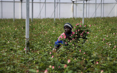 Un ouvrier agricole coupe des roses à jeter en raison d'une baisse du marché pandémique à la ferme Maridadi Flowers à Naivasha, au Kenya, le 19 mars 2020. (Crédit : AP Photo/Patrick Ngugi)