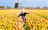 Photo d'illustration d'un enfant dans un champ de tulipes en Hollande. (Crédit : iStock/ FamVeld)