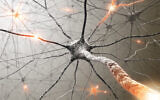 Photo d'illustration : Des cellules nerveuses. (Crédit : ktsimage via iStock by Getty Images)