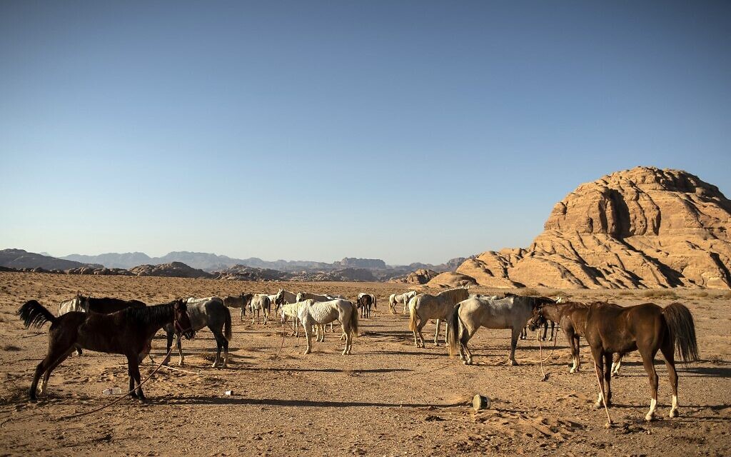 Des cavaliers montent à cheval lors de la première étape des Galops de Jordanie, le 25 octobre 2021, dans le désert de Wadi Rum, à 300 kilomètres au sud d'Amman. (Crédit : LIONEL BONAVENTURE / AFP)