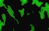 Bactéries sortant de l'état "chaotique" récemment découvert, dans un laboratoire de l'Université hébraïque. (Crédit : Université hébraïque/Orit Gefen/Yoav Kaplan)