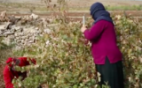 Les villageois au travail dans les vignes de Yuhanna Aktas, dans le sud-est de la Turquie, récoltent les grains suaves du raisin mazrona pour produire un vin assyien.