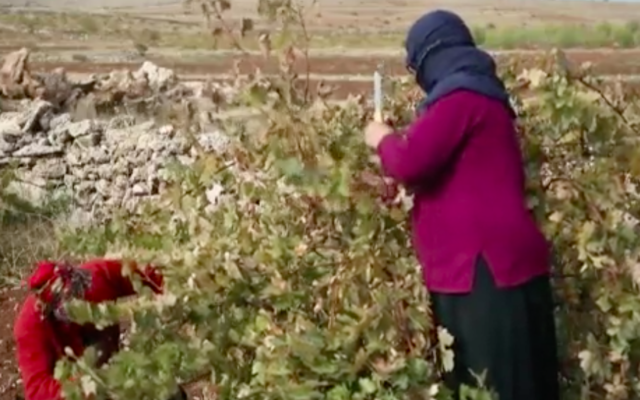 Les villageois au travail dans les vignes de Yuhanna Aktas, dans le sud-est de la Turquie, récoltent les grains suaves du raisin mazrona pour produire un vin assyien.