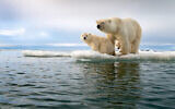 Une ourse polaire avec ses petits sur un morceau de glace flottant, Svalbard, été 2018