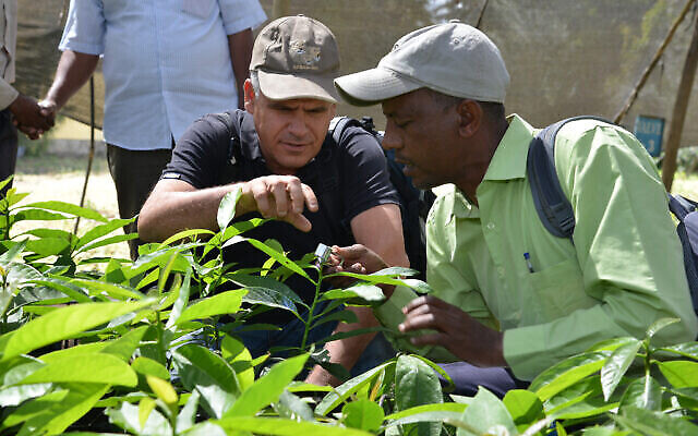 Projet d'horticulture pour petits exploitants - un programme de coopération conjoint entre le programme MASHAV du ministère des affaires étrangères, l'USAID et le ministère éthiopien de l'agriculture. (Crédit : MASHAV)