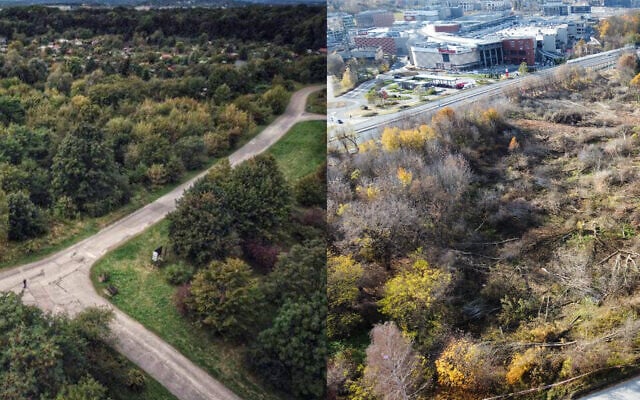 La zone située juste à l'extérieur du camp de concentration de Plaszow avant (à gauche) et après (à droite) l'abattage des arbres pour faire place à un futur musée. (Crédit : Action Rescue for Krakow ; Krakow Residents Association) La zone située juste à l'extérieur du camp de concentration de Plaszow avant (à gauche) et après (à droite) l'abattage des arbres pour faire place à un futur musée. (Crédit : Action Rescue for Krakow ; Krakow Residents Association)