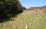 Plantation d'arbres. (Dewi, CC BY-SA 2.0, Wikimedia Common)