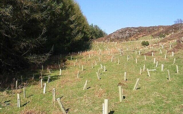 Plantation d'arbres. (Dewi, CC BY-SA 2.0, Wikimedia Common)